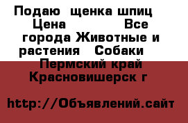 Подаю. щенка шпиц  › Цена ­ 27 000 - Все города Животные и растения » Собаки   . Пермский край,Красновишерск г.